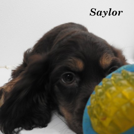 puppy, for, sale, Cocker Spaniel, Joe & Cherri  Overlease, dog, breeder, Miller, MO, dog-breeder, puppy-for-sale, forsale, nearby, find, puppyfind, locator, puppylocator, aca